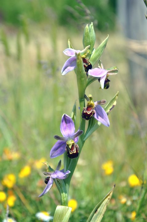 L’OPHRYS ABEILLE